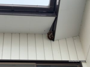 窓の上の軒天に作られたアシナガバチの巣