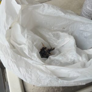 撤去したアシナガバチの巣