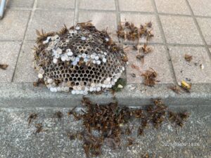 撤去した巣の様子