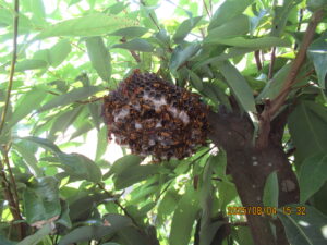 庭木の枝に作られたアシナガバチの巣