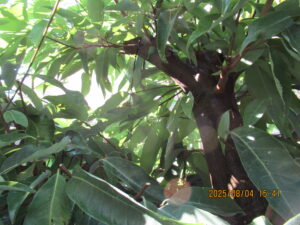 綺麗になった庭木の様子