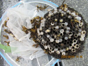 撤去した巣の様子