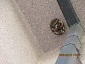 二階軒下に作られた大きなアシナガバチの巣