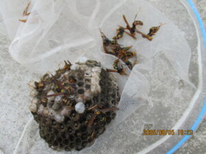 撤去した巣の様子