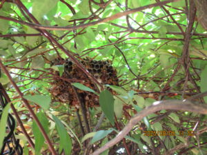 庭木の葉に隠れていたアシナガバチの巣