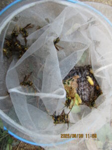 撤去した巣の全貌