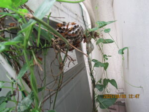 洗濯機の裏に隠れていたアシナガバチの巣