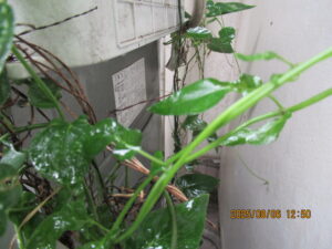 施工後の洗濯機周辺