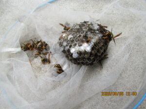 撤去した巣の様子