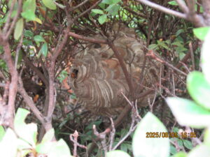 エントランスの植木に作られたスズメバチの巣