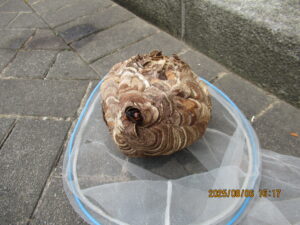 撤去したスズメバチの巣