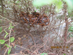 玄関横の植木に隠れるように作られたアシナガバチの巣