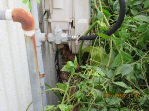 ガスメーター下に作られた巣の様子