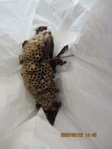 撤去したアシナガバチの巣