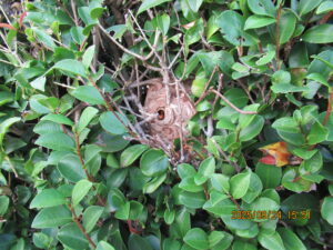 庭木の奥に隠れていたスズメバチの巣