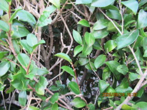 施工後の庭木の様子