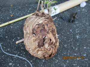 撤去した巣の全貌