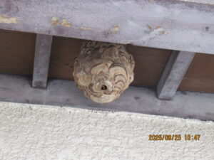 軒下に作られた大きなスズメバチの巣