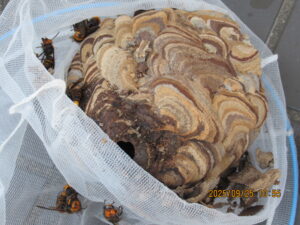 撤去した巣の全貌