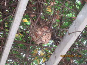 藤の枝に隠れるように作られたスズメバチの巣
