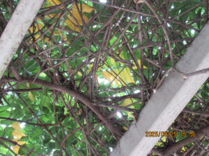 安全を確認した施工後の藤棚