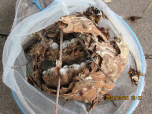 撤去した巣の全貌