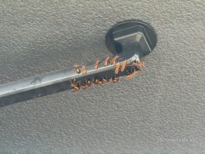 ハチが密集している様子