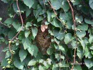 庭の木の間に営巣したスズメバチの巣