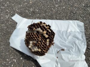 駆除した巣の全貌