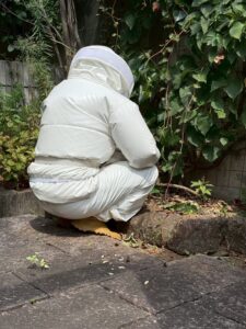 駆除・撤去の様子