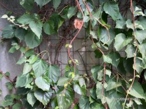 作業完了後の庭の様子