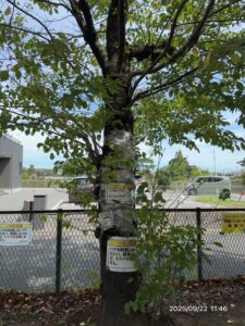 木の中に営巣したオオスズメバチの巣