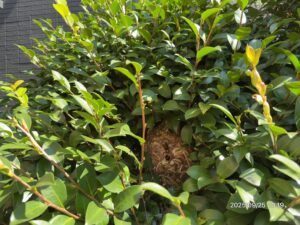 植木の中に隠れていたハチの巣