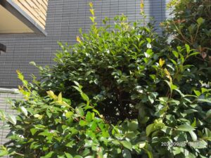 作業完了後の植木の様子