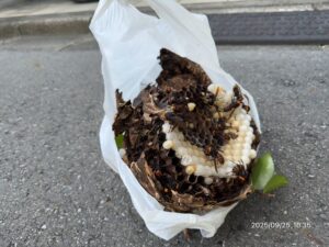駆除したスズメバチの巣