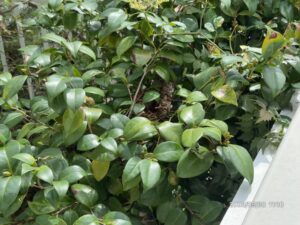 植木に営巣したアシナガバチの巣