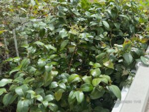 施工後の庭の様子