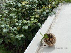 駆除したアシナガバチの巣