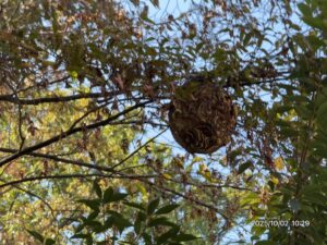 樹木の上に作られた大きなスズメバチの巣