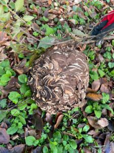 撤去したスズメバチの巣