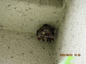 一階軒下に営巣したアシナガバチの巣