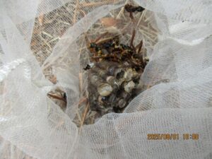 駆除したアシナガバチの巣