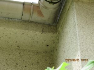 アシナガバチの巣駆除後