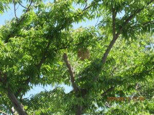 公園内(駐車場付近)の樹木に営巣したスズメバチの巣