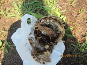 駆除したスズメバチの巣