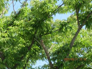 スズメバチの巣駆除後