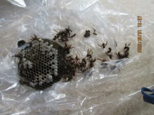 駆除したアシナガバチの巣