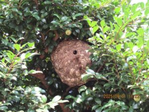 庭の木(生垣の内部)に営巣したスズメバチの巣