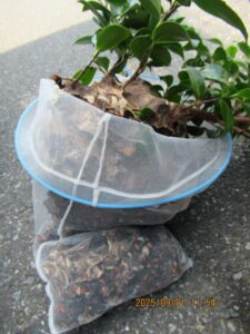 駆除したスズメバチの巣