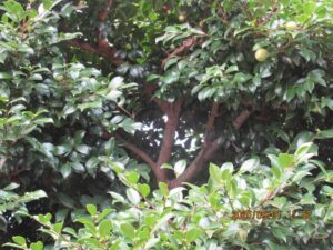 スズメバチの巣駆除後